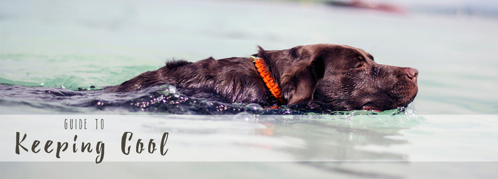 How To Keep Your Dog Cool This Summer...