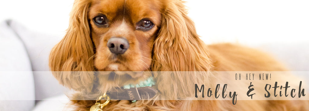 Introducing... Molly & Stitch!