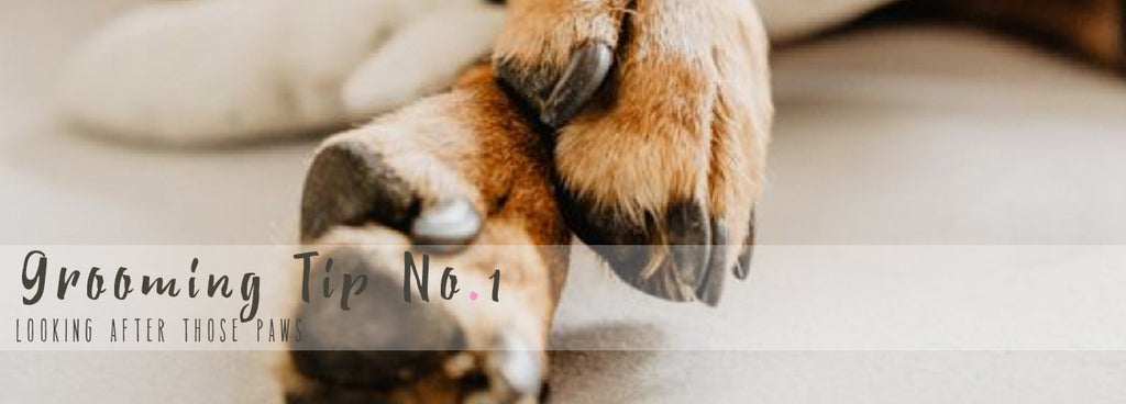 Grooming Tips - Paw Perfection.