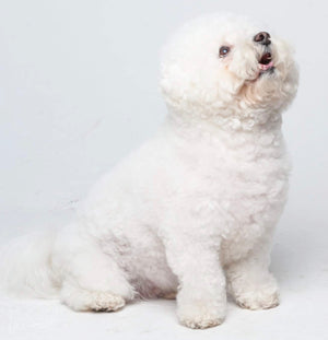 Grooming & Gifts