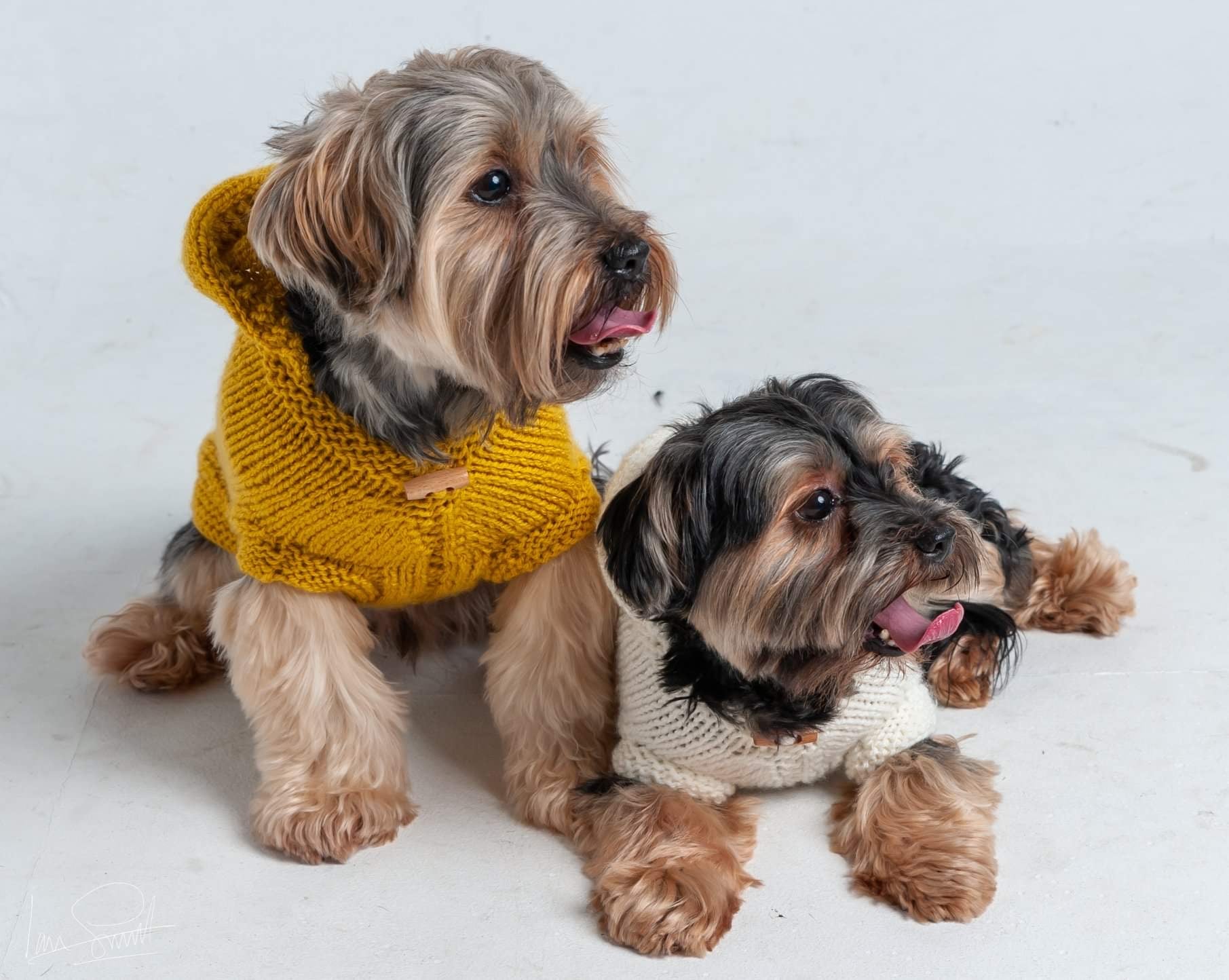 Mustard dog on sale jumper